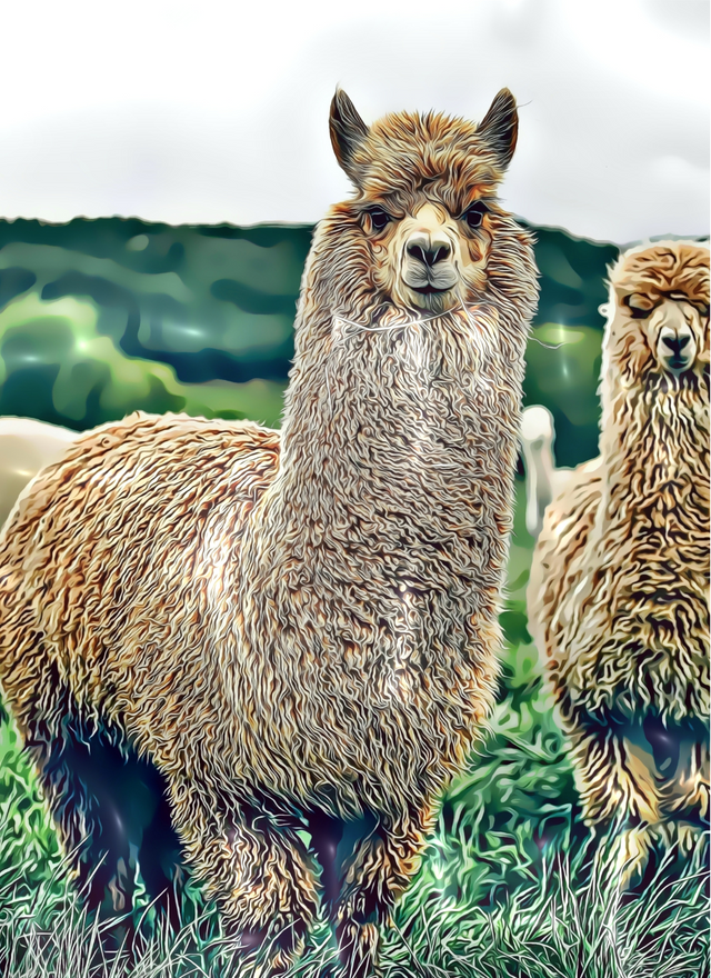 The Eco Friendly Animal of the Andes